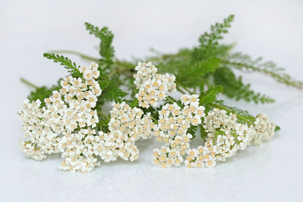 black-cohosh-faydalari